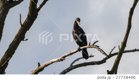 Immature Double crested Cormorant perched up high. 27738490