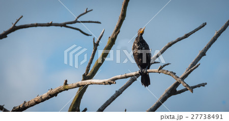 Immature Double crested Cormorant perched up high. 27738491