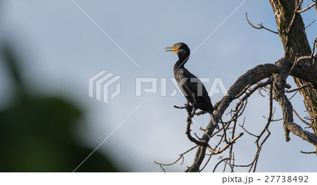 Immature Double crested Cormorant perched up high. 27738492
