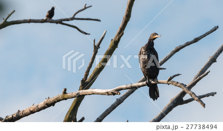 Immature Double crested Cormorant perched up high. 27738494