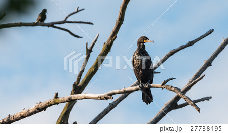 Immature Double crested Cormorant perched up high. 27738495