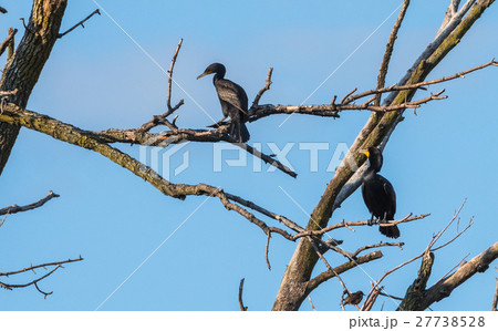 Pair of large black double-crested cormorants. Pair of large black double-crested cormorants. 27738528