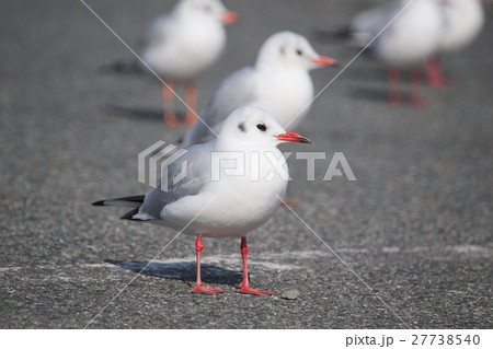 かもめ 27738540