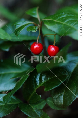 自然　植物　ヤブコウジ、サクランボのような真っ赤な果実。食べられるそうですが・・・① 27739707