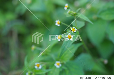 ハキダメギク ハキダメギク 27740150