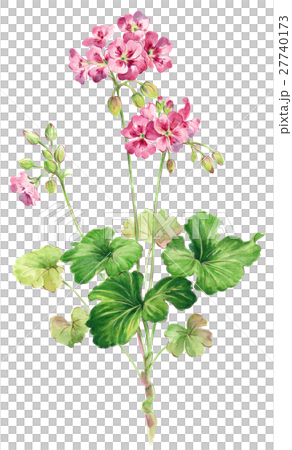 Geranium 27740173