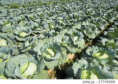 キャベツ きゃべつ 甘藍 27740988