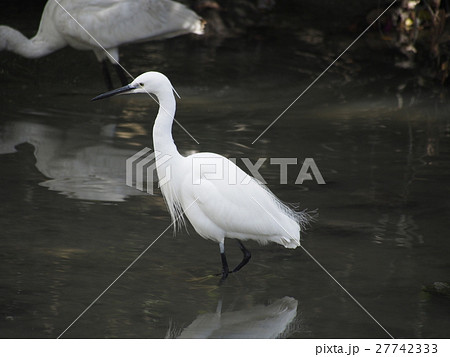 コサギ　沖縄県那覇市古波蔵の漫湖で撮影 27742333