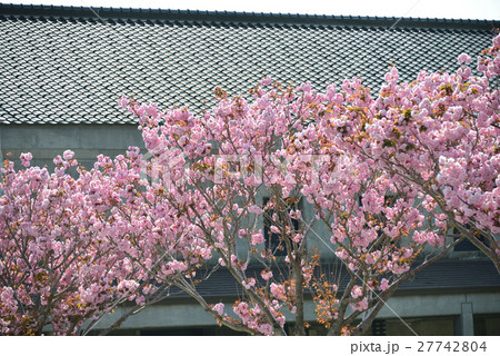 北海道江差町の追分会館の瓦屋根をバックに咲く八重桜を撮影 北海道江差町の追分会館の瓦屋根をバックに咲く八重桜を撮影 27742804