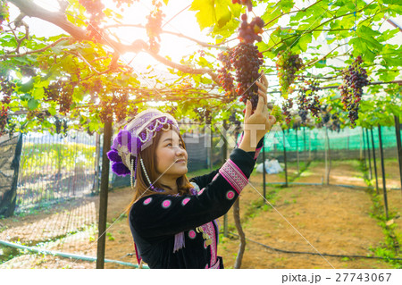 Thai farmer woman Harvesting the grapes theme. 27743067