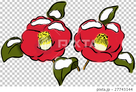 雪山茶花 27743144