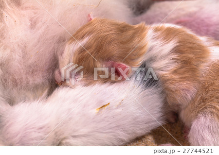 Cat baby in the sand Cat baby in the sand 27744521