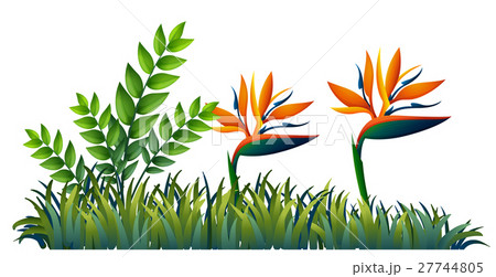 Bird of paradise in garden 27744805