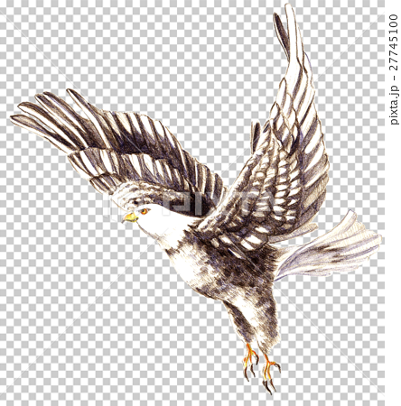 飛び立つ鷲 ワシ のイラスト素材