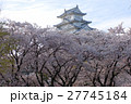 姫路城の桜 27745184
