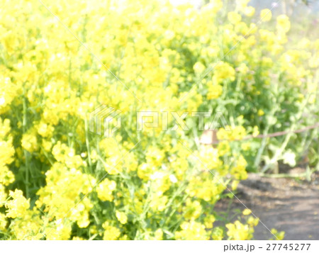 菜の花 菜の花 27745277