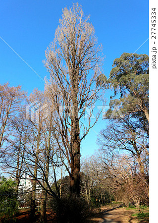 ポプラの木 小石川植物園 1月 東京都文京区の写真素材