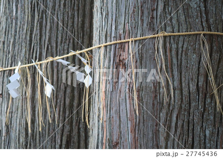 巨木 巨木 27745436