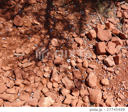 地面に落ちたジュニパーベリー 27745499