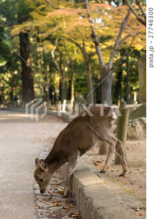 鹿と紅葉 晩秋の奈良公園 鹿と紅葉 晩秋の奈良公園 27746300