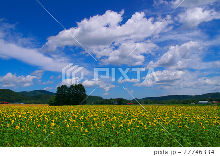 滝上町のヒマワリ畑 27746334