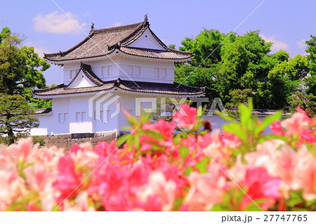 二条城（京都）東南隅櫓前に咲く平戸つつじ 27747765