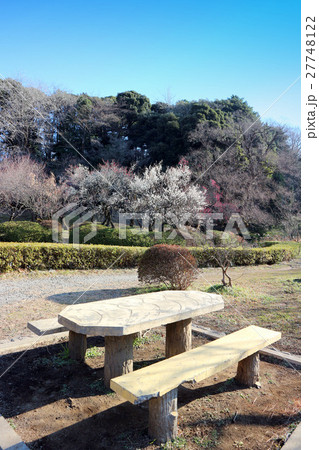 小石川植物園 梅の花とベンチ 1月 東京都文京区の写真素材