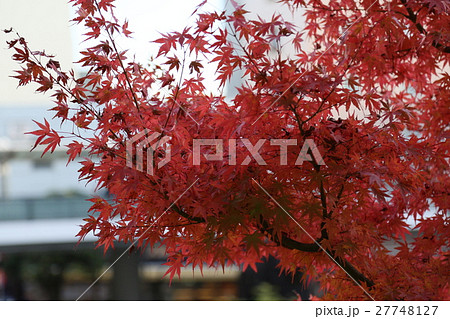 紅葉 27748127