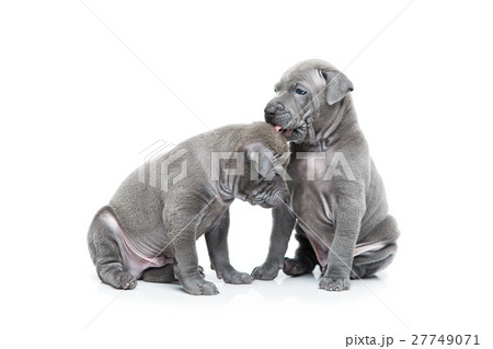 Two thai ridgeback puppies isolated on white Two thai ridgeback puppies isolated on white 27749071