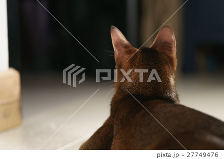 young abyssinian cat sitting on the floor shot young abyssinian cat sitting on the floor shot 27749476