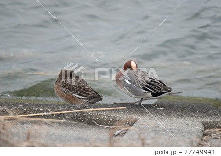 吉野川河口で休むヒドリガモ番い 27749941