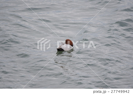 吉野川河口でお休み中のホシハジロ雄 27749942