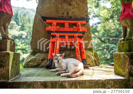 Wooden Torii Gates and cat 27750150
