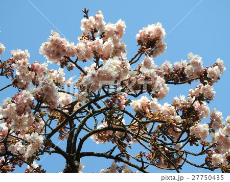 寒桜はバラ科の落葉高木で春の先駆けとして咲く早咲きの桜である。花言葉は「あなたに微笑む」。 寒桜はバラ科の落葉高木で春の先駆けとして咲く早咲きの桜である。花言葉は「あなたに微笑む」。 27750435