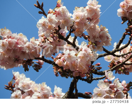 寒桜はバラ科の落葉高木で春の先駆けとして咲く早咲きの桜である。花言葉は「あなたに微笑む」。 寒桜はバラ科の落葉高木で春の先駆けとして咲く早咲きの桜である。花言葉は「あなたに微笑む」。 27750438