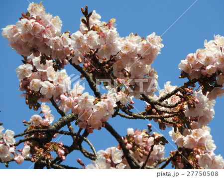 寒桜はバラ科の落葉高木で春の先駆けとして咲く早咲きの桜である。花言葉は「あなたに微笑む」。 27750508