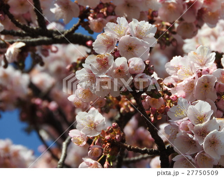 寒桜はバラ科の落葉高木で春の先駆けとして咲く早咲きの桜である。花言葉は「あなたに微笑む」。 27750509