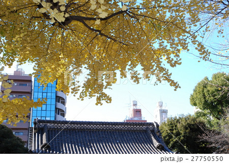 東京大学・銀杏 27750550
