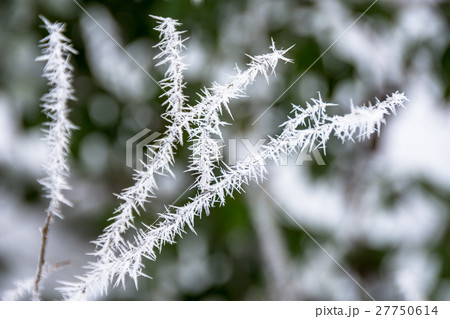 氷の朝 27750614