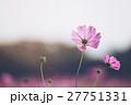 Beautiful Cosmos flowers blooming in garden 27751331