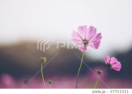 Beautiful Cosmos flowers blooming in garden Beautiful Cosmos flowers blooming in garden 27751331