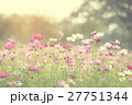 Beautiful Cosmos flowers blooming in garden 27751344