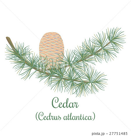 Cedar tree or Cedrus atlantica 27751485