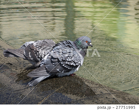 ハト水辺 ハト水辺 27751995