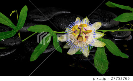 passiflora green branch with flower on zen stones 27752769