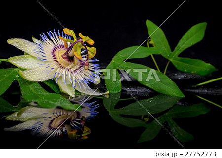 beautiful spa concept of passiflora green branch 27752773
