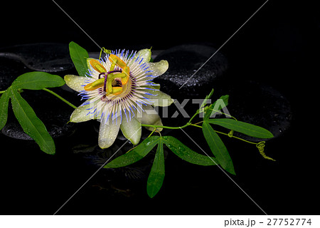 beautiful spa still life  passiflora green branch 27752774