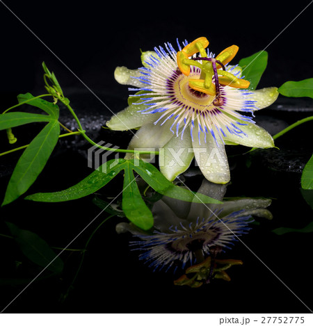 beautiful spa still life of passiflora flower  27752775