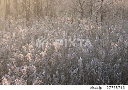 晩秋のヨシワラ 晩秋のヨシワラ 27753716