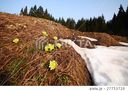 フキノトウ 27753720